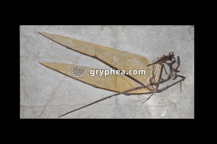 Ptérosaure (Rhamphorhynchus gemmingi, Jurassique supérieur) - gryphea.com